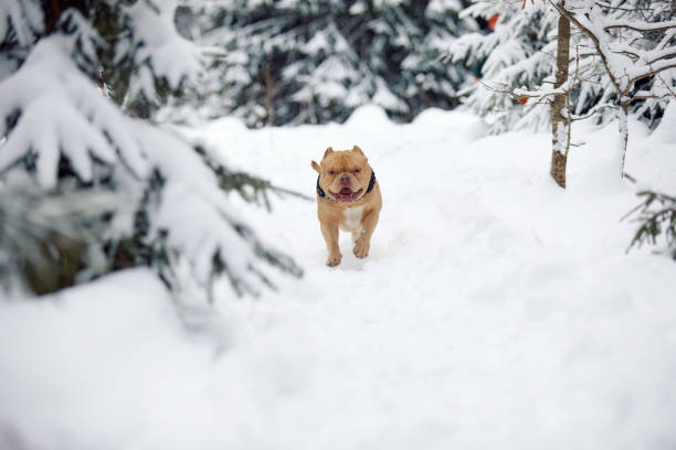 American bully dog playing in the snowy forest, selective focus.