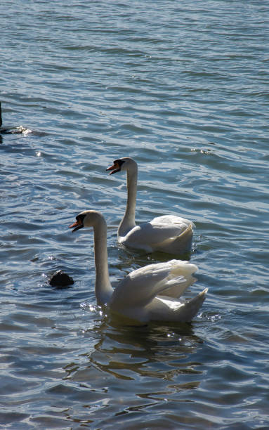 istock White swan on the river on a beautiful sunny day. 1382262137