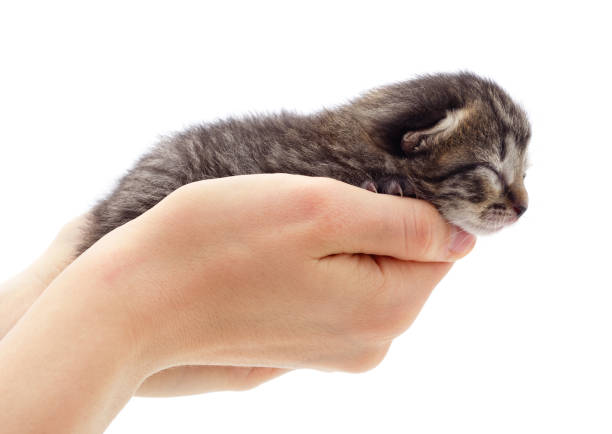 istock Little gray kitten on the hands. 1382263158