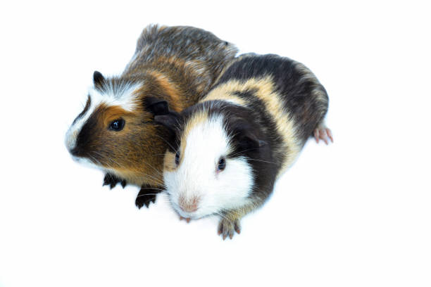 2 gatsby rats, isolated on white background