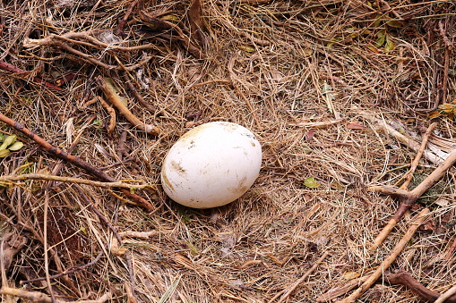 THE EGG OF A VULTURE IN THE NEST BUILT WITH BRANCHES AND STEMS AND PLANTS