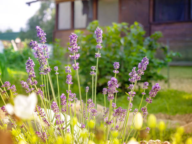 istock Lavender flowers in the sunlight. Beautiful bright background. 1382267026