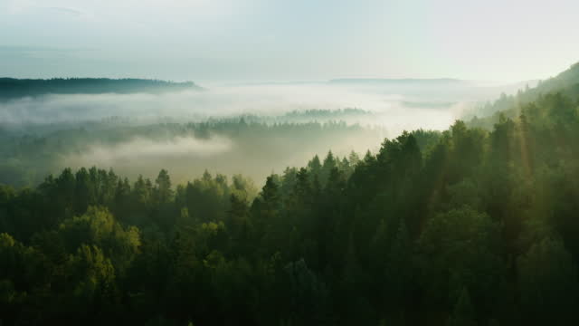 Misty Morning in Forest