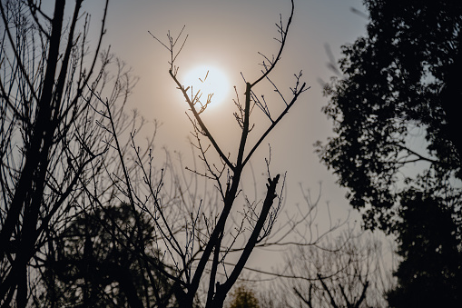 Amazing orange red sunset with trees silhouette.