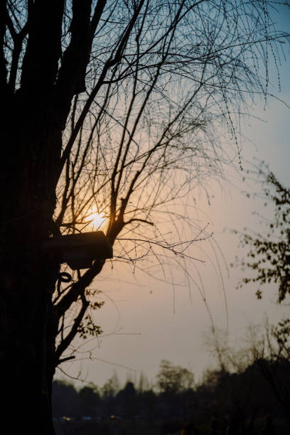 Silhouette of sunset branches