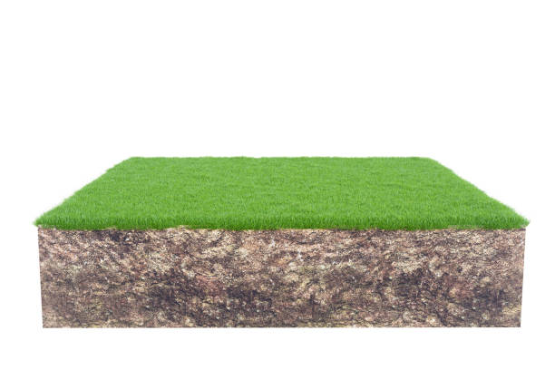 istock Green grass with soil land geology cross section isolated on white background, 3d render 1382273454