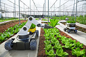 istock Agriculture robotic and autonomous car working in smart farm, Future 5G technology with smart agriculture farming concept 1382273499