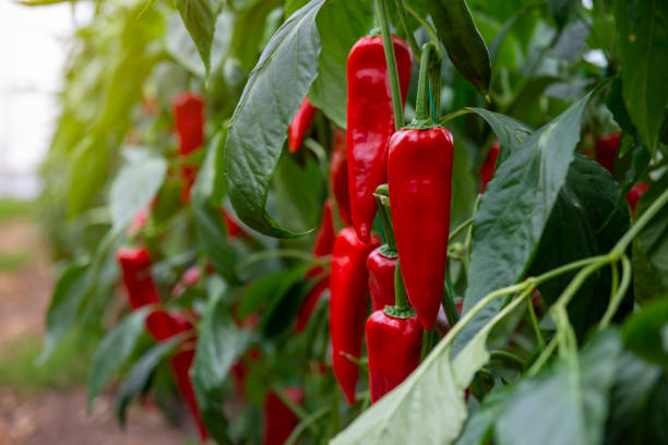 paprika biologica in serra - greenhouse pepper vegetable garden agriculture foto e immagini stock