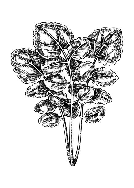 Fresh Watercress sketch. Fresh Watercress sketch. Hand-sketched leaf vegetable illustration. Healthy food plant. Vector drawing of raw cultivated yellowcress. Perfect for grocery, markets, packaging, recipes, menus design. watercress stock illustrations