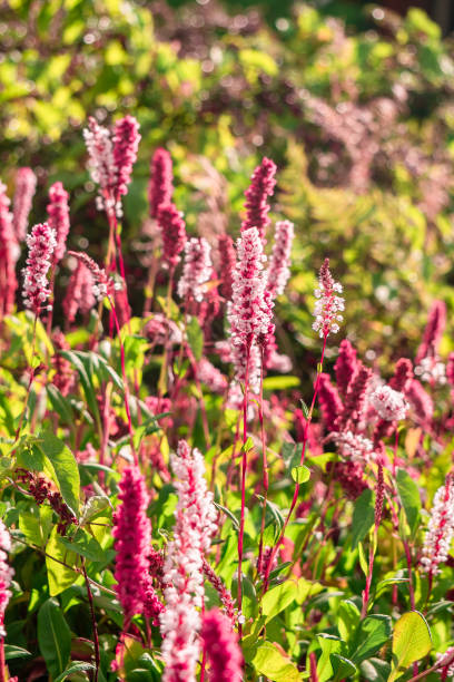 istock Flower landscapes in summer 1382275065