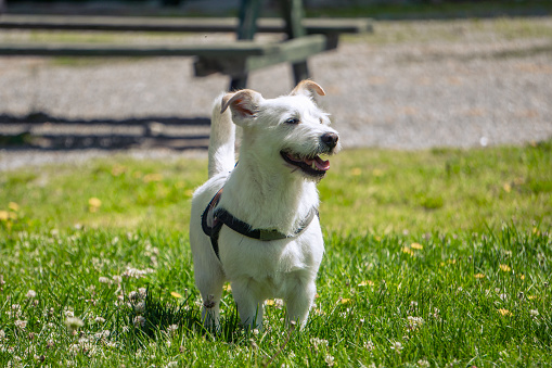 A small white dog enjoying nature in a large green field in the summer time
