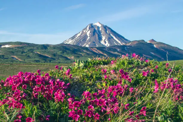 Landscape with a flower meadow against the backdrop of a volcano. Kamchatka Peninsula, Russia.