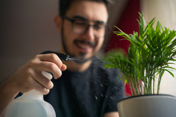 istock Young man spray watering the plant 1382275402