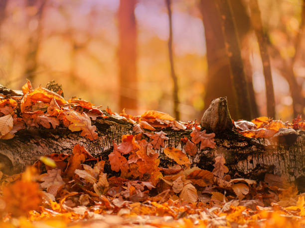 istock Falling autumn leaves natural background. Abstract autumn background concept 1382276851