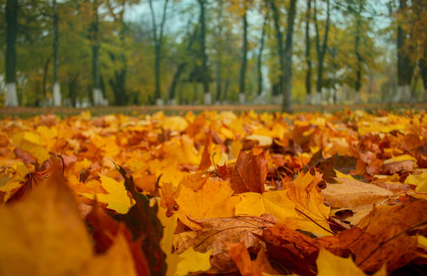 istock Bright colorful acer autumn leaves  background.  Multicolored maple leaves. 1382277495