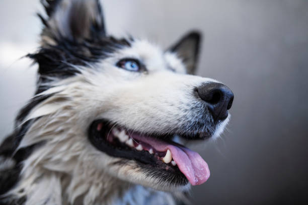 Close up of Siberian Husky.