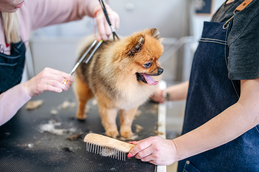 Dog grooming courses. Grooming a mini spitz.