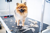 Portrait of happy Miniature Pomeranian Spitz puppy at a grooming salon.