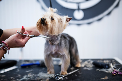 Professional beautician grooming a Yorkshire terrier dog at salon.