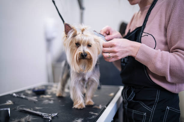 istock Grooming a Yorkshire terrier dog. 1382278279