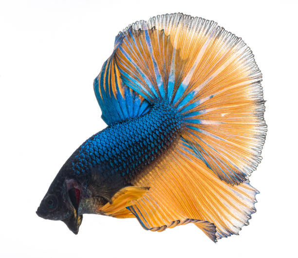 istock halfmoon betta fish, siamese fighting fish, betta splendens 1382278619