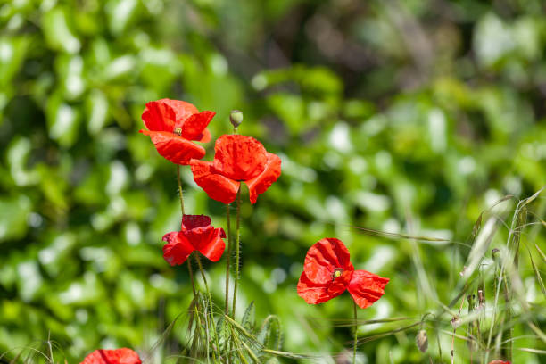 floração de papoula de flores em fundo natural - macro poppy red close up - fotografias e filmes do acervo