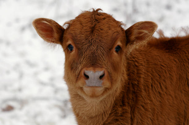 calf, Bos taurus, Bos, Bovidae, Pecora, Ruminantia