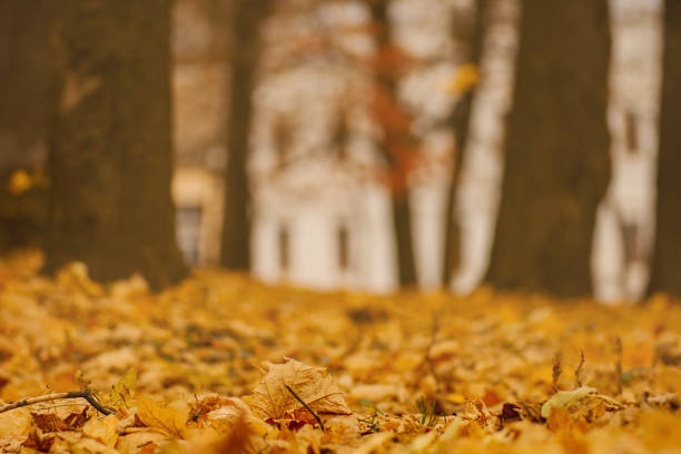 Autumn yellow golden leaf close up texture. Colorful bright background of autumn leaf. Colorful yellow bright texture of autumn leaf.