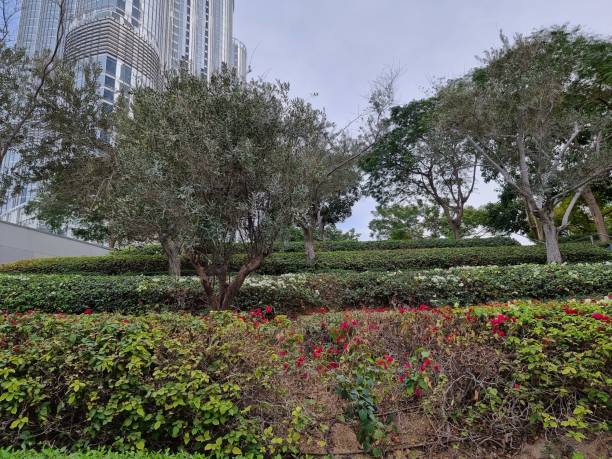 istock Beautiful garden in Dubai city, UAE. 1382287582