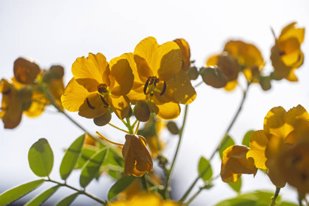 istock Senna Corymbosa Flowers 1382288210