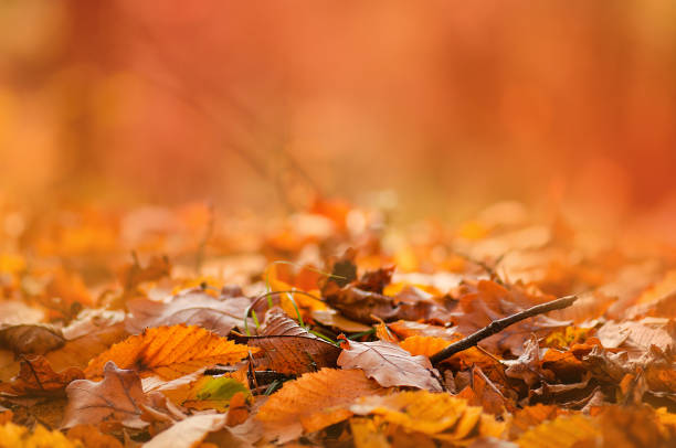 istock Bright colorful autumn  leaves  background. Fall Thanksgiving day backdrop. 1382288419