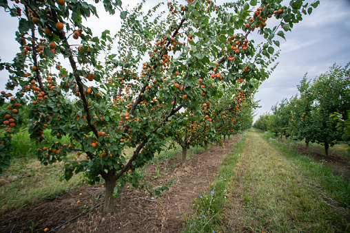 Apple tree fields in the rays of the setting sun