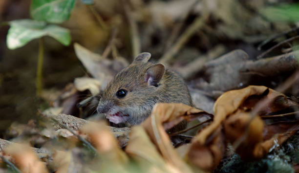 istock Close up of a wood mouse in forest 1382288914
