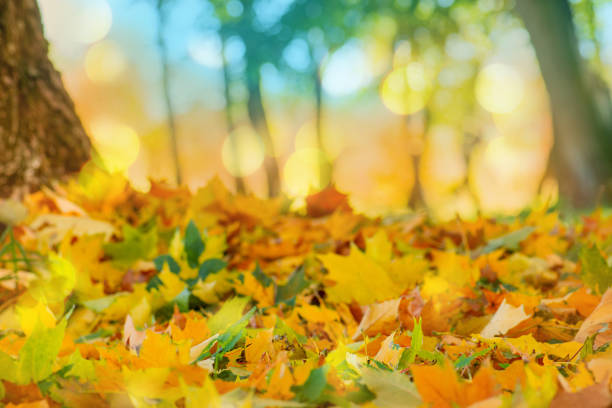 istock Bright colorful acer autumn leaves  background.  Multicolored maple leaves. 1382289164