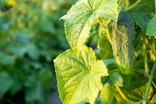 istock Cucumber in garden 1382289741
