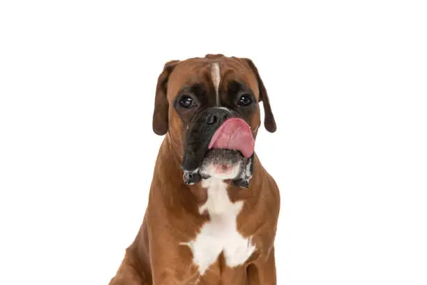 Photo of sweet boxer dog licking his mouth, looking at the camera