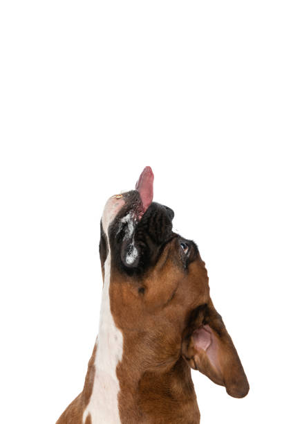 istock boxer dog trying to reach something above him 1382291176