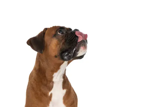 Photo of cute boxer dog dreaming about some tasty food