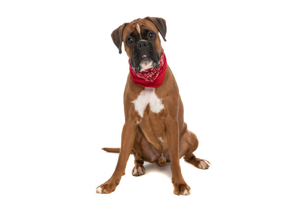 istock cute boxer dog showing how dangerous he is 1382291236