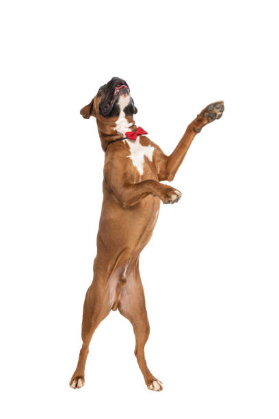 cute boxer dog trying to fetch something above him and wearing a red bowtie on white background