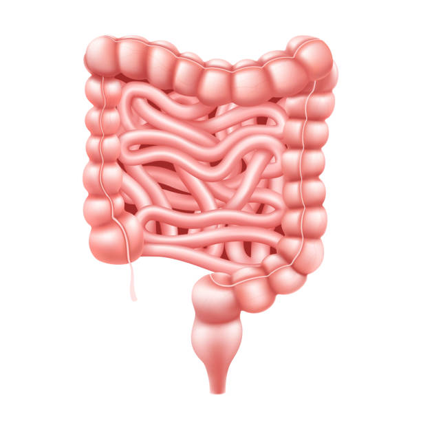 illustrazioni stock, clip art, cartoni animati e icone di tendenza di intestino. illustrazione vettoriale 3d realistica dell'intestino tenue e crasso. organo interno umano, tratto digestivo. illustrazione vettoriale isolata su sfondo bianco. - moving up healthcare and medicine symbol illness