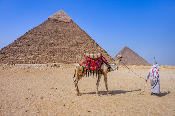 Bedouin walking with camel, pyramids on the background, Giza, Egypt.