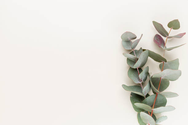 istock Eucalyptus composition. Pattern made of various colorful flowers on white background. Flat lay stiil life. 1382294808