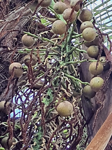 It is a native Brazilian palm, native to the Atlantic Forest, its main feature is the dark, long and pointed thorns. The macaúba fruit contains beta-carotene, an antioxidant and is also rich in vitamin C, vitamin E and omega 3, 6 and 9.