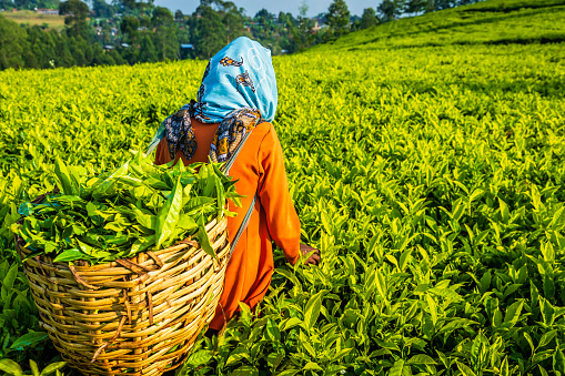 African woman plucking tea leaves on plantation in central Ethiopia, Africa.