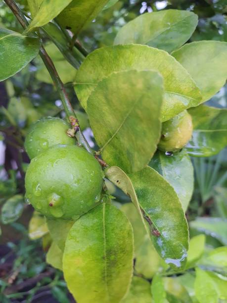 istock Green lemon on a tree with rain drops. 1382295485