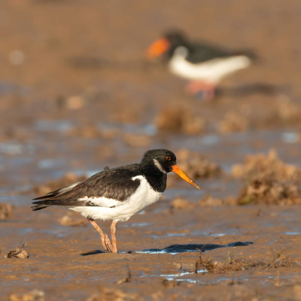 istock Oystercatcher portrait 1382295754