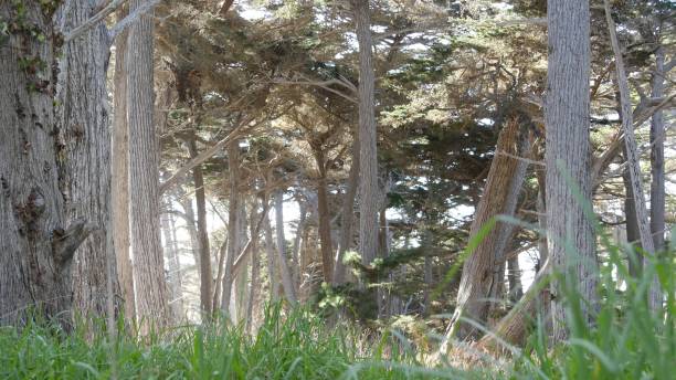 istock Cypress tree forest, coniferous pine woodland, grove or woods, deep wild thicket 1382296983