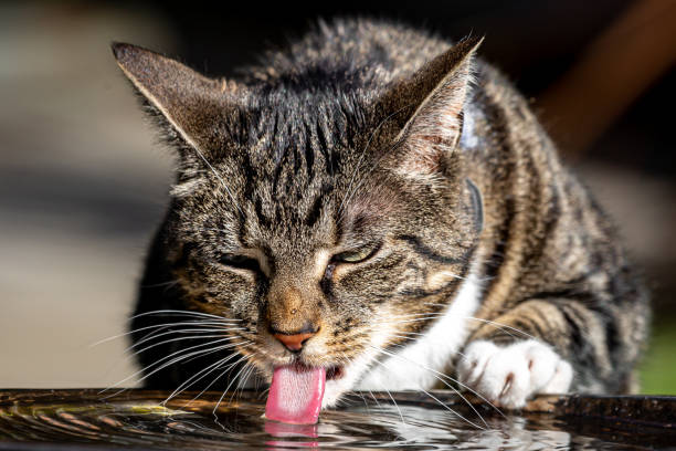 istock A Close Up of a Tabby Cat Drinking Water 1382298096