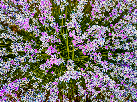 A Bush Of Beautiful Lavender Flowers